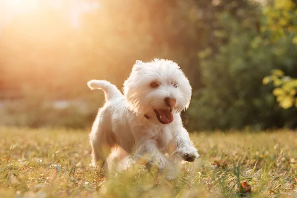 Πορτρέτο του ένα West Highland White Terrier στο πάρκο — Φωτογραφία Αρχείου