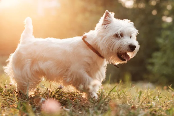 Πορτρέτο του ένα West Highland White Terrier στο πάρκο — Φωτογραφία Αρχείου