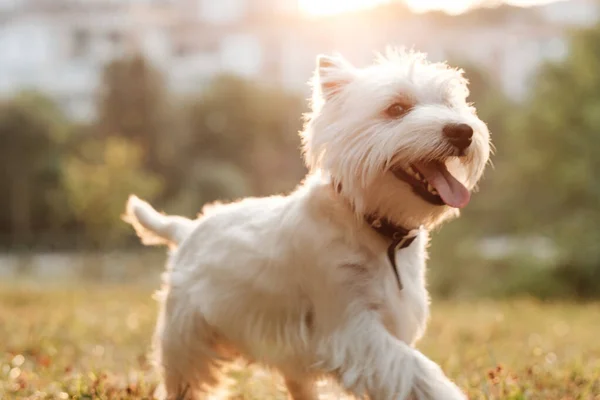 Πορτρέτο του ένα West Highland White Terrier στο πάρκο — Φωτογραφία Αρχείου