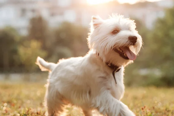 Portrait d'un West Highland White Terrier dans le parc — Photo