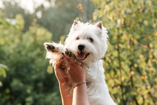 Πορτρέτο του ένα West Highland White Terrier στο πάρκο — Φωτογραφία Αρχείου