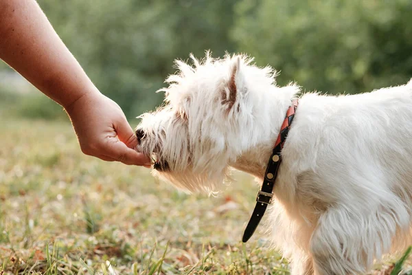 Πορτρέτο του ένα West Highland White Terrier στο πάρκο — Φωτογραφία Αρχείου