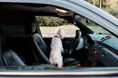 West Highland White Terrier 'ın Arabadaki Portresi