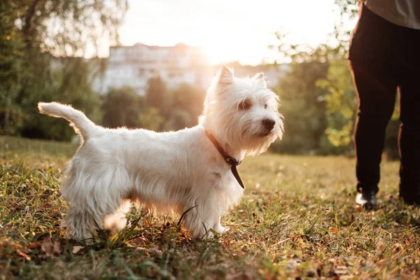 Πορτρέτο του ένα West Highland White Terrier στο πάρκο — Φωτογραφία Αρχείου