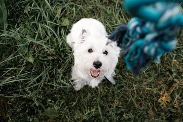 Πορτρέτο του ένα West Highland White Terrier στο πάρκο — Φωτογραφία Αρχείου