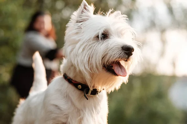 Portré One West Highland White Terrier a parkban — Stock Fotó