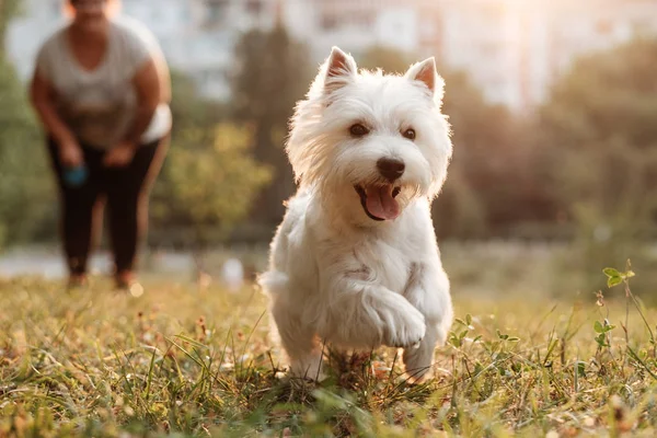 Portret jednego z West Highland White Terrier w parku — Zdjęcie stockowe
