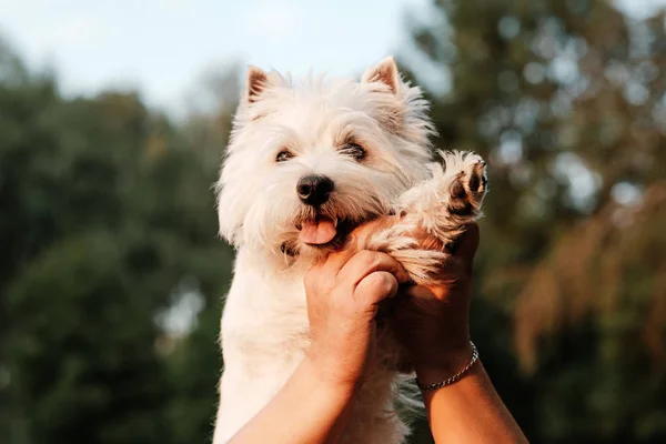 Πορτρέτο του ένα West Highland White Terrier στο πάρκο — Φωτογραφία Αρχείου