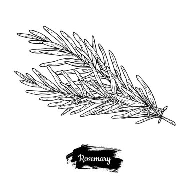 Elle çizilmiş kroki biberiye.