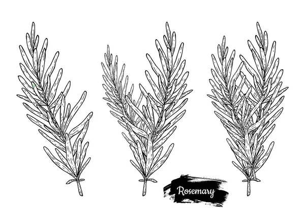 Ręcznie rysowane szkic rozmaryn. — Wektor stockowy