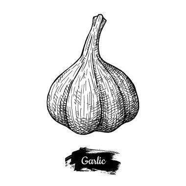 Çizim sarımsak. Beyaz arka plan üzerinde izole.