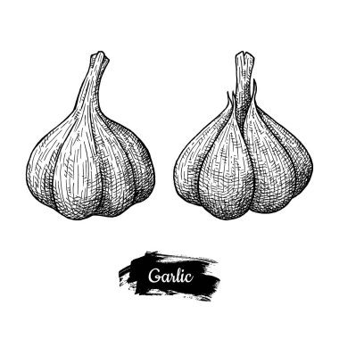 Çizim sarımsak. Beyaz arka plan üzerinde izole.