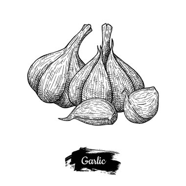 Çizim sarımsak. Beyaz arka plan üzerinde izole.