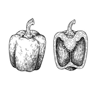 Çizim biber. Beyaz arka plan üzerinde izole.