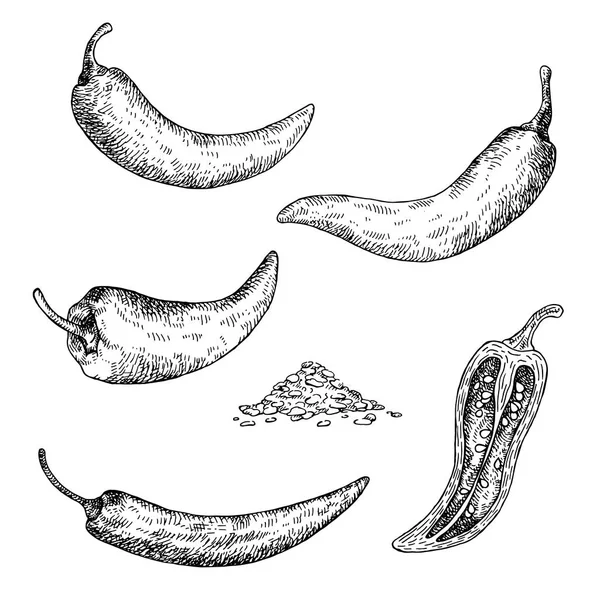 Desenho de pimenta. Isolado sobre fundo branco . — Vetor de Stock