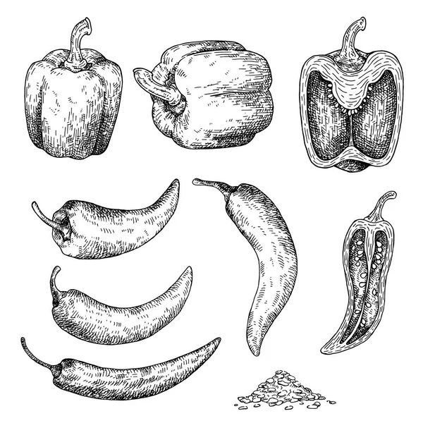 Desenho de pimenta. Isolado sobre fundo branco . — Vetor de Stock