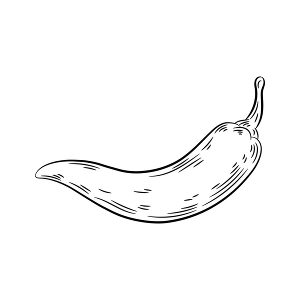 Desenho de pimenta. Isolado sobre fundo branco . —  Vetores de Stock