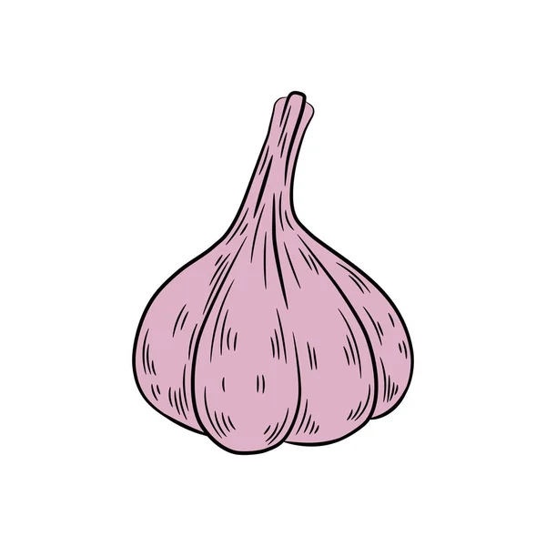 Dibujo de ajo. Aislado sobre fondo blanco . — Vector de stock