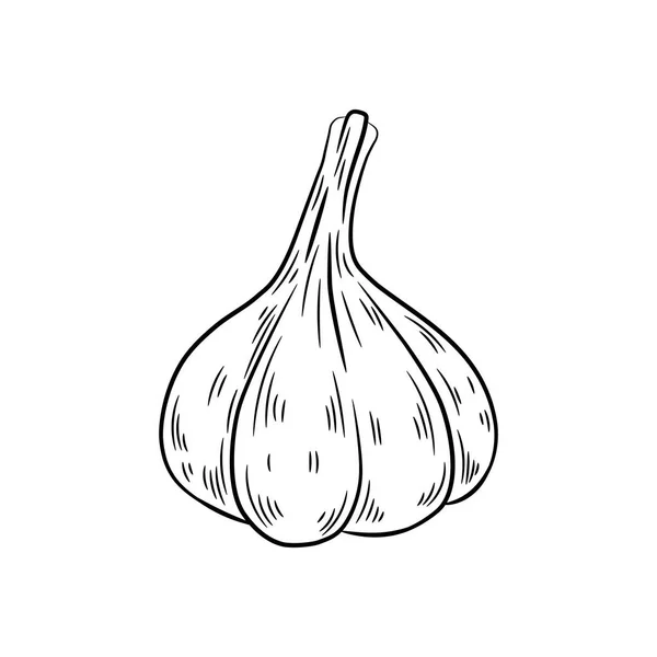 Dibujo de ajo. Aislado sobre fondo blanco . — Vector de stock