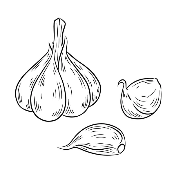 Garlic drawing. Isolated on white background. — Stock Vector