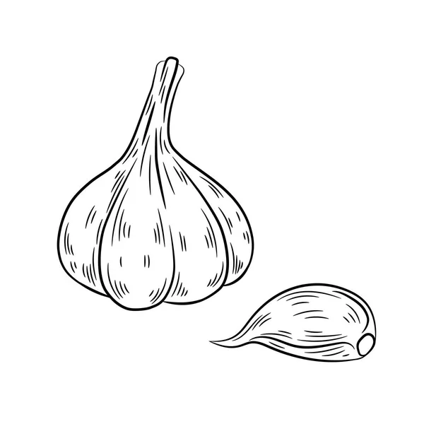 Dibujo de ajo. Aislado sobre fondo blanco . — Vector de stock