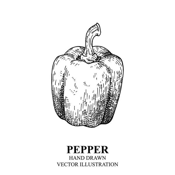 Hand drawn sketch collection of different types of pepper. Bell sweet