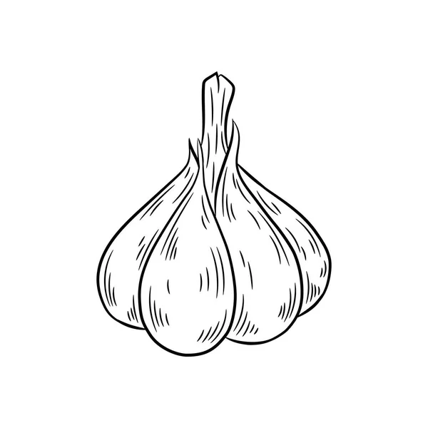 Garlic drawing. Isolated on white background. — Stock Vector