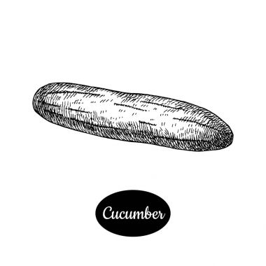 Elle çizilmiş kroki tarzı salatalık.