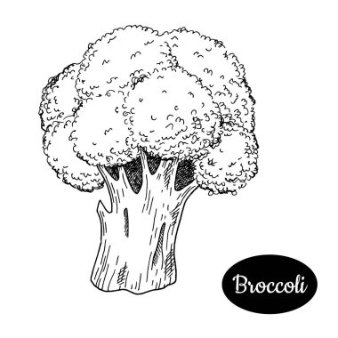 Elle çizilmiş kroki tarzı brokoli.