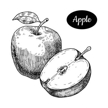 Elle çizilmiş kroki tarzı taze elma.