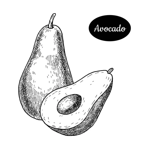 Свежий авокадо ручной работы . — стоковый вектор