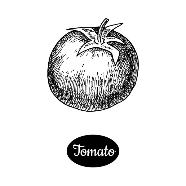 Dibujo dibujado a mano tomate estilo . — Vector de stock