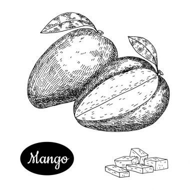 Elle çizilmiş kroki tarzı taze mango.