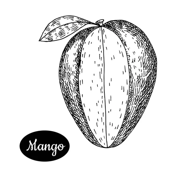 Elle çizilmiş kroki tarzı taze mango. — Stok Vektör