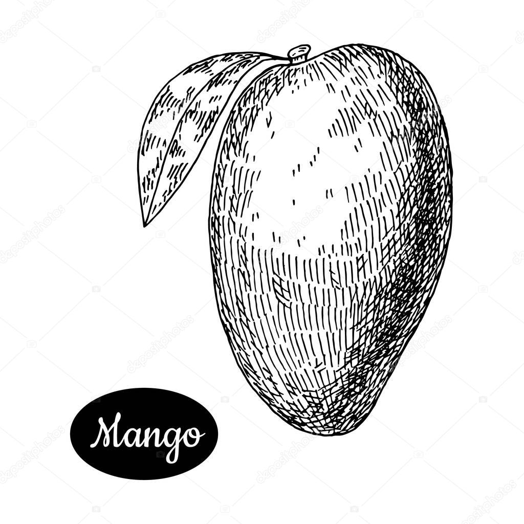 Hand drawn sketch style fresh mango.