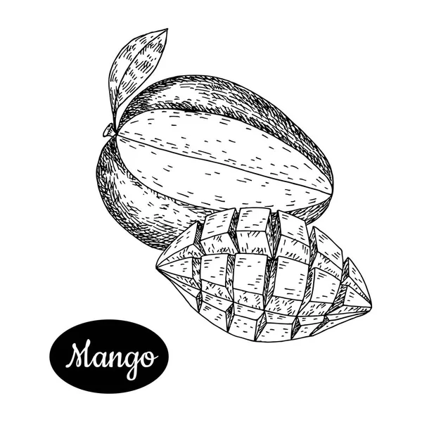 Croquis dessiné à la main style mangue fraîche . — Image vectorielle