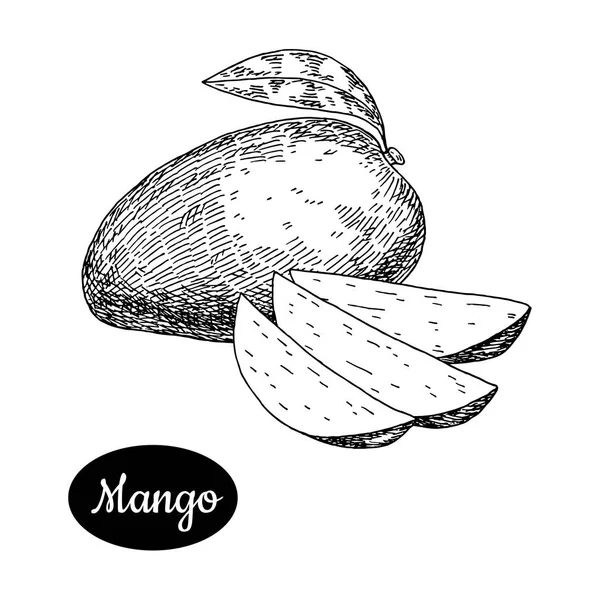 Croquis dessiné à la main style mangue fraîche . — Image vectorielle