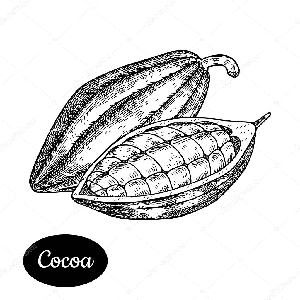 Hand drawn sketch style cocoa bean.