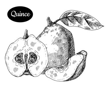 Elle çizilmiş kroki tarzı taze Ayva.