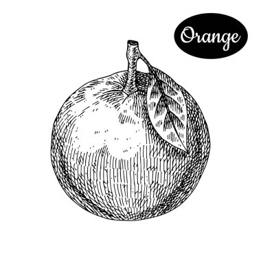 Elle çizilmiş kroki tarzı taze turuncu.