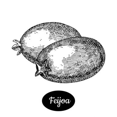 Elle çizilmiş kroki tarzı taze feijoa.