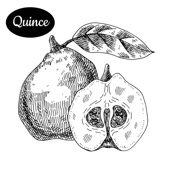 Hand drawn sketch style fresh quince. — Stock Vector
