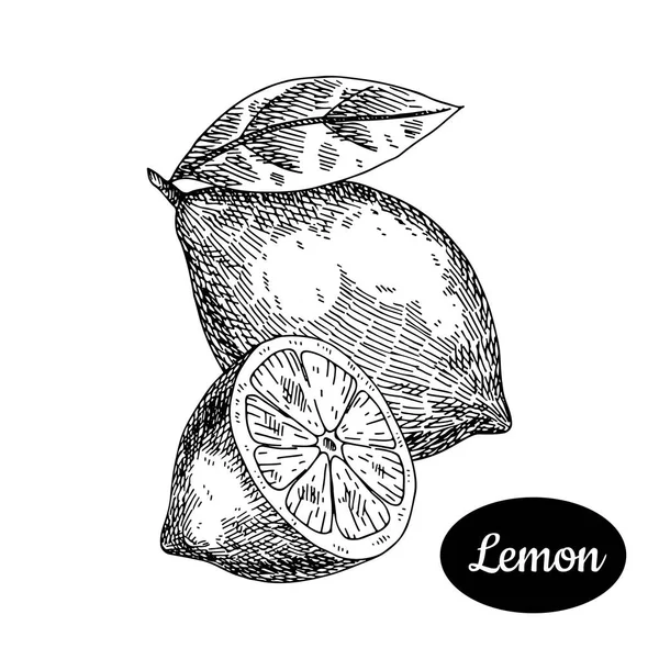 Gaya sketsa gambar tangan lemon segar . - Stok Vektor