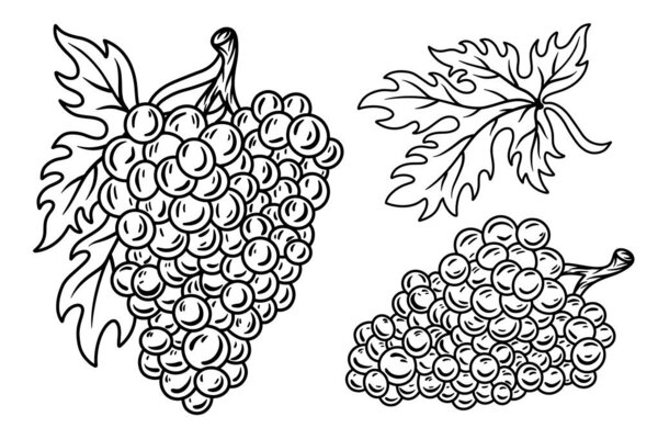 Set of vintage retro grape bunch vine with leaves isolated vector illustration on a white background. Design element.