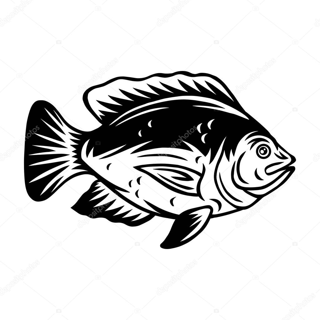 Vintage Tilapia fish retro roasted coffee beans isolated vector illustration on a white background. Design element for logo, badge, banner, poster.