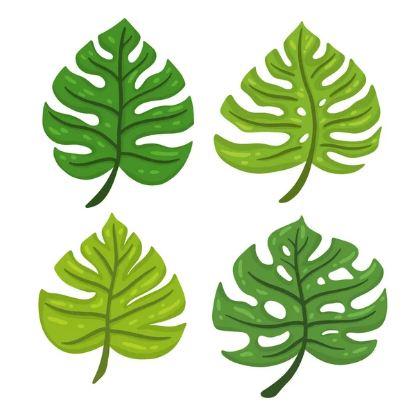 Cartoon set of tropical leaves Monstera. Design element. Vector illustration isolated on a white background. — Stock Vector