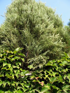 İğne yapraklılar ağacının odak.