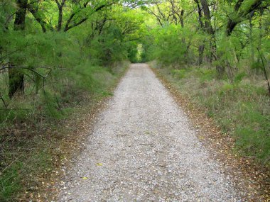 Off-Road parça Ukrayna'da, ağaçları her iki yolda satır. Ormana yolu.