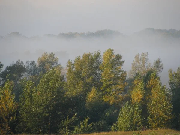 Misty scary forest in fog. Autumn foliage and morning mist in the forest in october.