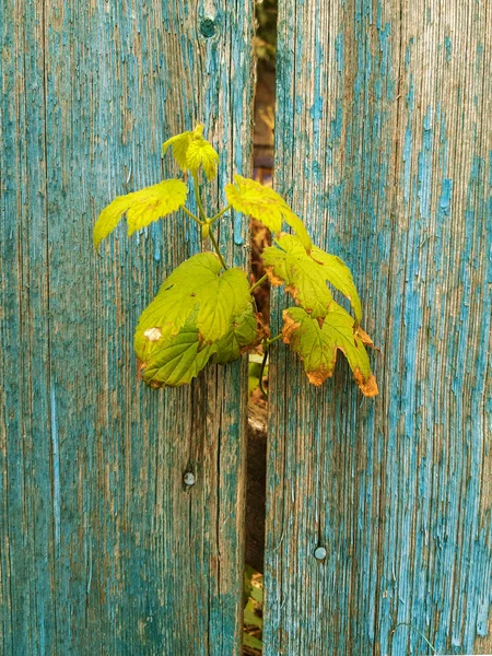 Hop Leaves Grow Gap Wooden Fence Stock Photo